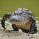 Can Alligators Climb Fences?